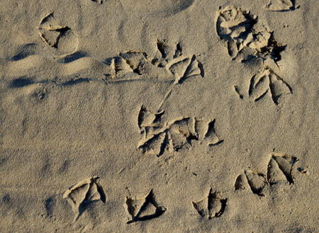 Traces of seagulls on the sand