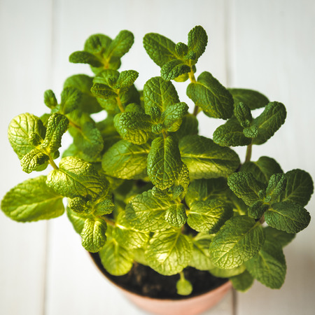 Fresh Mint in the pot plantの写真素材