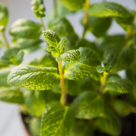 The fresh mint leavesの写真素材