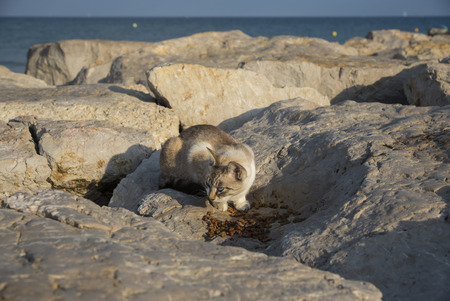 Homeless cat on the beach eating foodの写真素材