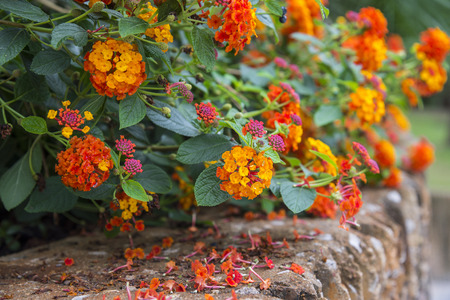 Streptosolen Jamesonii (The Marmalade Bush Flowers)の写真素材