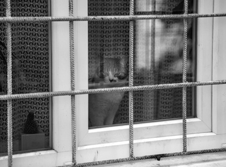 The cat on a window sill looks at the streetの写真素材