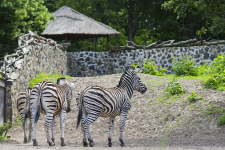 African zebras standing on the earthの写真素材