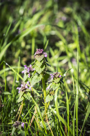 Blooming Lamium maculatum 'Roseum'の写真素材