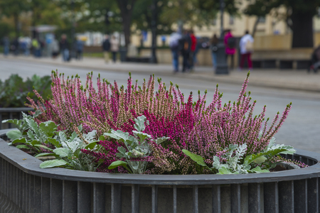 The blossoming heather on streets of Warsaw, Polandのeditorial素材
