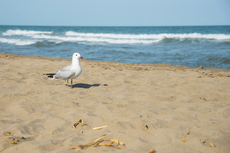 Seagull on the coast of Mediterranean seaの写真素材