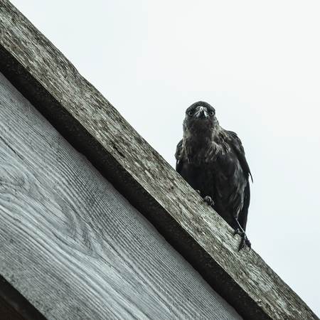 Eurasian jackdaw sitting top on the roofの写真素材