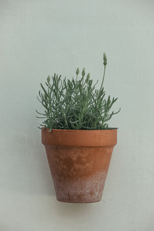 Lavender flowers in a flower pot on the wallの写真素材
