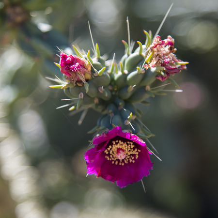 Bright pink flowers of cactus