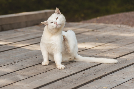 White homeless cat on the streetの写真素材