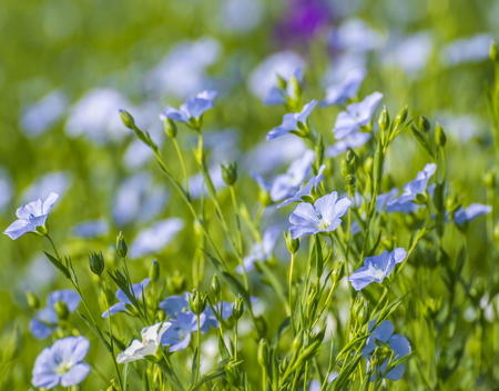 Blossoming flax fieldの写真素材