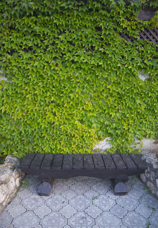 Ivy growing. A lush plant on the wallの写真素材