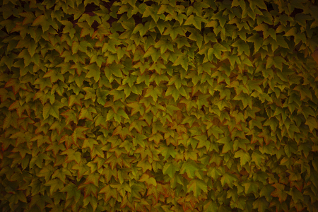 Ivy growing. A lush plant on the wall