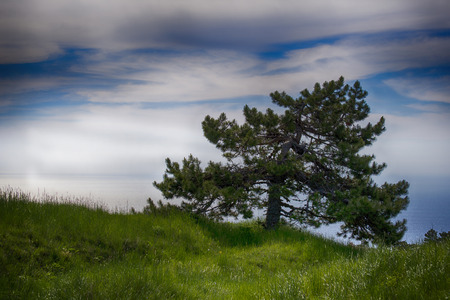 Pine on the slope of the Crimean mountains. Ai-Petri, Crimeaの写真素材