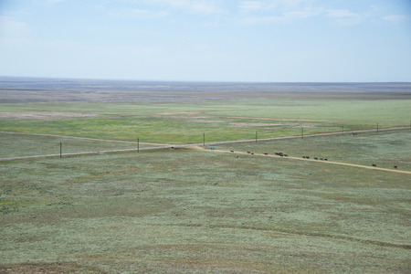 Summer landscape of the steppe Crimea, Cattle grazing, Kerch Peninsula