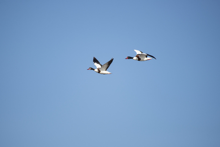 The common shelduck (Tadorna tadorna) is a waterfowl species of the shelduck genus, Tadornaの写真素材