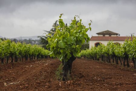 Landscape with vineyards. Garraf, province Barcelona, Cataloniaの写真素材