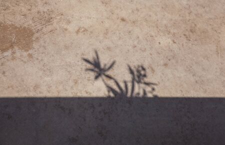 The shadow of the plants on the road