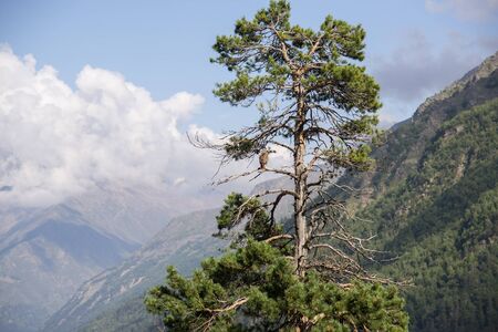 Summer sunny day in the Caucasus Mountainsの写真素材