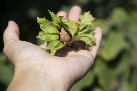 Fresh hazelnuts on woman's handの写真素材
