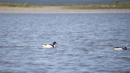 The common shelduck (Tadorna tadorna) is a waterfowl species of the shelduck genus, Tadorna....