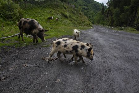Pig and piglets graze on the road. Svaneti, Georgiaの写真素材