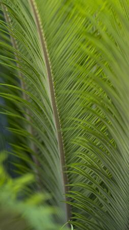 Green palm leaves close-up, selective focus, background