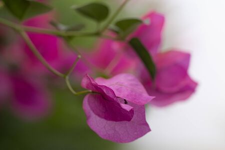 Beautiful colorful bougainvillea flowers blossoms. Catalonia, Spain