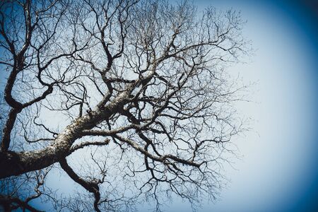 Tree on blue sky background