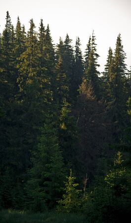 Mountain forest, Carpathian mountains landscape in summerの写真素材
