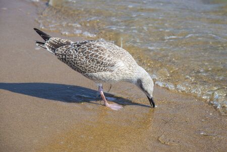 Seagull on the beach of Baltic Sea in Sopot. Sopot, Eastern Pomerania in northern Polandの写真素材