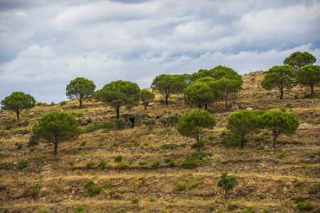 Summer landscape. Spain, Catalonia, Costa Bravaの写真素材