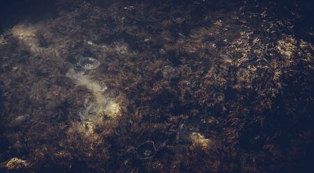 Jellyfish underwater in the Black Seaの写真素材