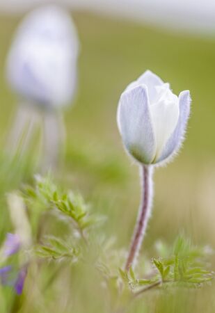 Alpine vegetation, flowering Carpathian Mountainsの写真素材