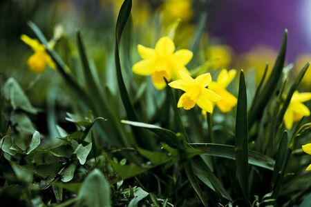 Blooming yellow daffodils in the gardens of Prague