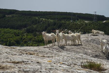 Wild Goats in the mountains. Spring day, Crimeaの写真素材