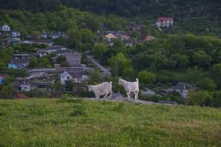 Little goats on the background of Bakhchisaray town, Crimeaの写真素材
