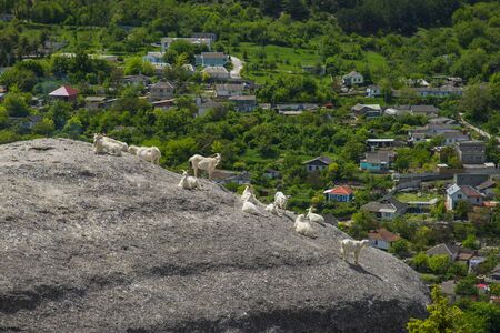 A herd of wild goats grazes in the mountains, spring day. Neighborhood of Bakhchisaray, Crimeaの写真素材
