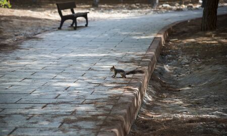 Squirrel with peanuts in the Molino de Agua Park. Torrevieja city, Spainの写真素材