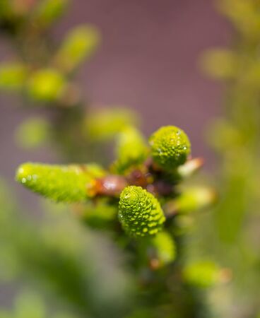 Young shoots on spruce branches with water drops in the springの写真素材