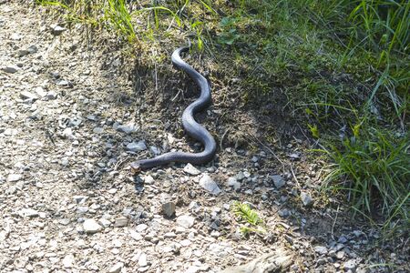 A snake crawls the road out of gravel, Carpathian forest