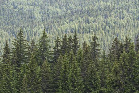 Forest background, summer time. Carpathian mountains