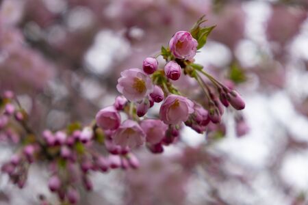 Flowering cherry trees in the Prague city garden. Petrin Hill, Czech Republicの写真素材
