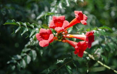 Red and orange Campsis grandiflora flowers in the gardenの写真素材