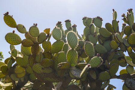 Opuntia cactus against the sky, Spainの写真素材