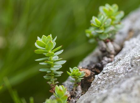 Succulents in nature, summer time