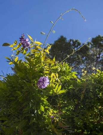 Purple flowers on the branch of acacia treeの写真素材