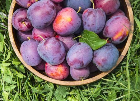 Ripe plums in a wooden bowl on the green grass, home gardenの写真素材