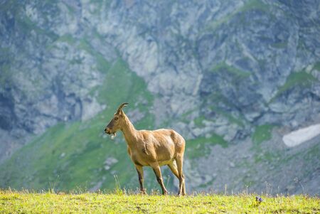 The West Caucasian tur (Capra caucasica)
