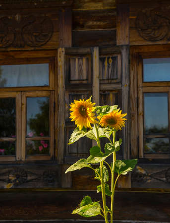 Blooming sunflower. Summer landscape in Suzdal, Golden Ring of Russiaの写真素材